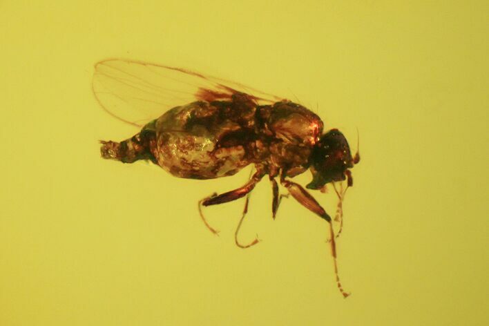 Fossil Fly (Diptera) In Baltic Amber #58073